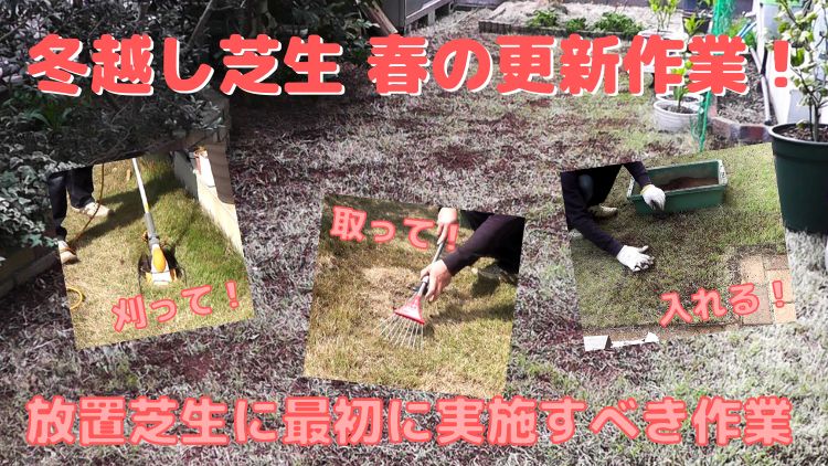 冬越しした芝生の春の更新作業－放置芝生に必要なお手入れ