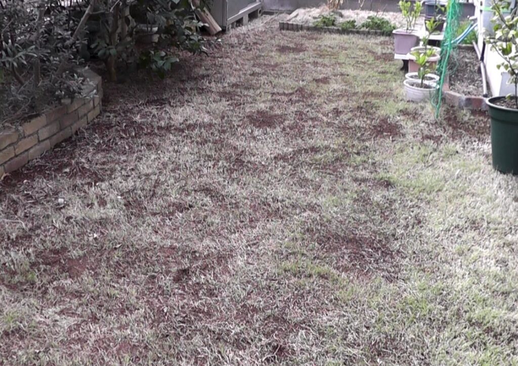 春の更新作業を終えて発酵牛糞入り目土をたっぷり投入して全体が黒く見える芝生