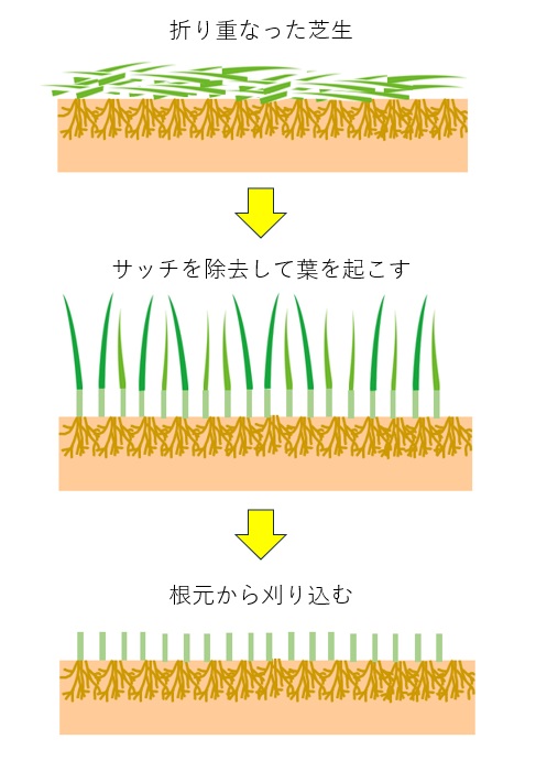 葉が伸びて折り重なった芝生をレーキで起こして根元から芝刈りする