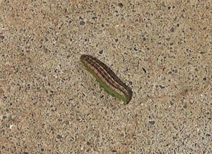 芝生のサッチングで土の中から出てきたヨトウムシなどの害虫