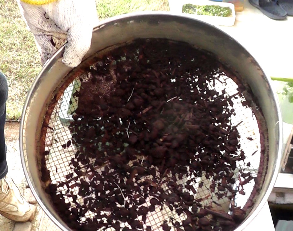 発酵牛糞を目土に混ぜて芝生に投入する場合は木片などの異物を取り除いて使用する