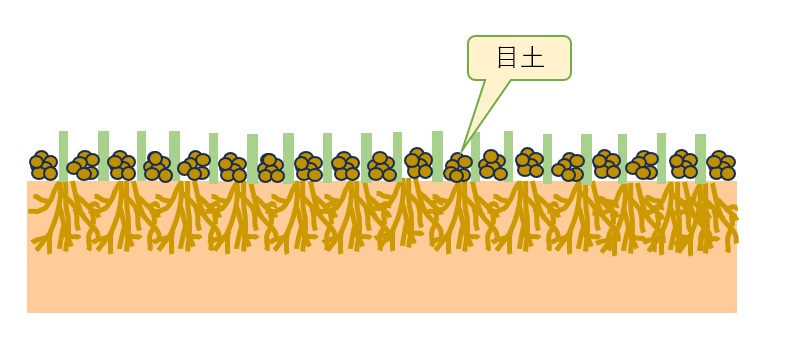 芝刈りした芝生の葉と葉の間に目土を入れる目土入れ