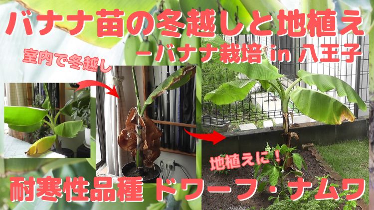 耐寒性バナナ苗ドワーフ・ナムワの室内冬越しと地植え栽培