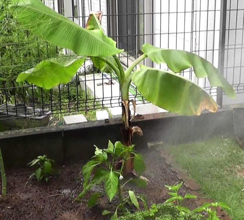 室内で冬越しして地植えにしたバナナ苗ドワーフ・ナムワ種にたっぷり水やりする