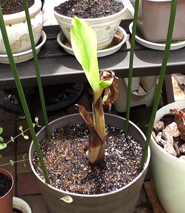 植えつけたドワーフ・ナムワのバナナ苗から新しい葉が出てきた