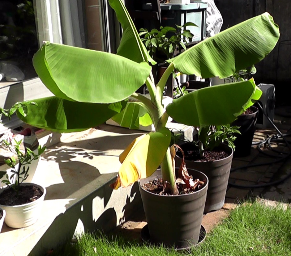 屋外で１年育てた鉢植えバナナ苗-ドワーフ・ナムワ種