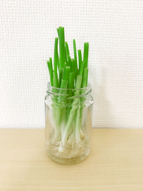 料理に使用した万能ねぎは水挿しするだけで再生栽培が可能