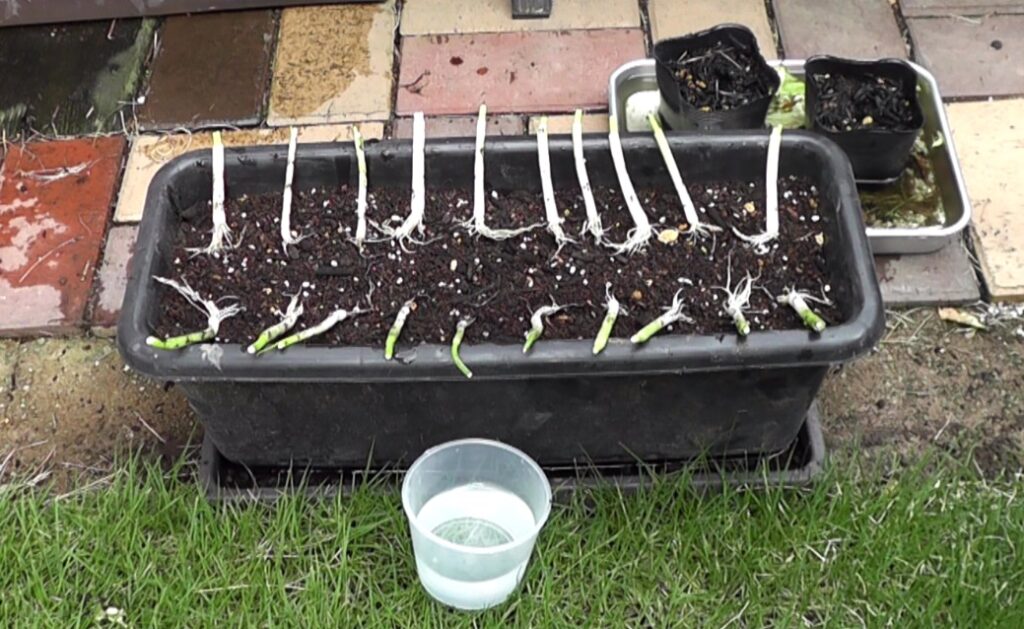 料理に使用して根元を水差しした万能ねぎをプランターに植え付ける