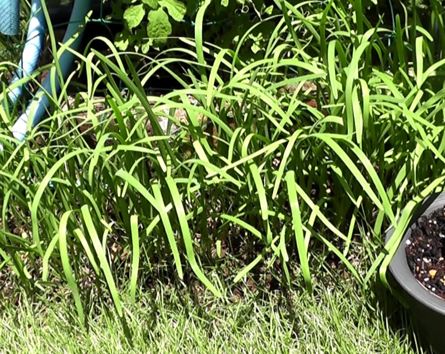 庭に植え付けた多年草の大葉ニラは毎年モリモリ成長して収穫できる
