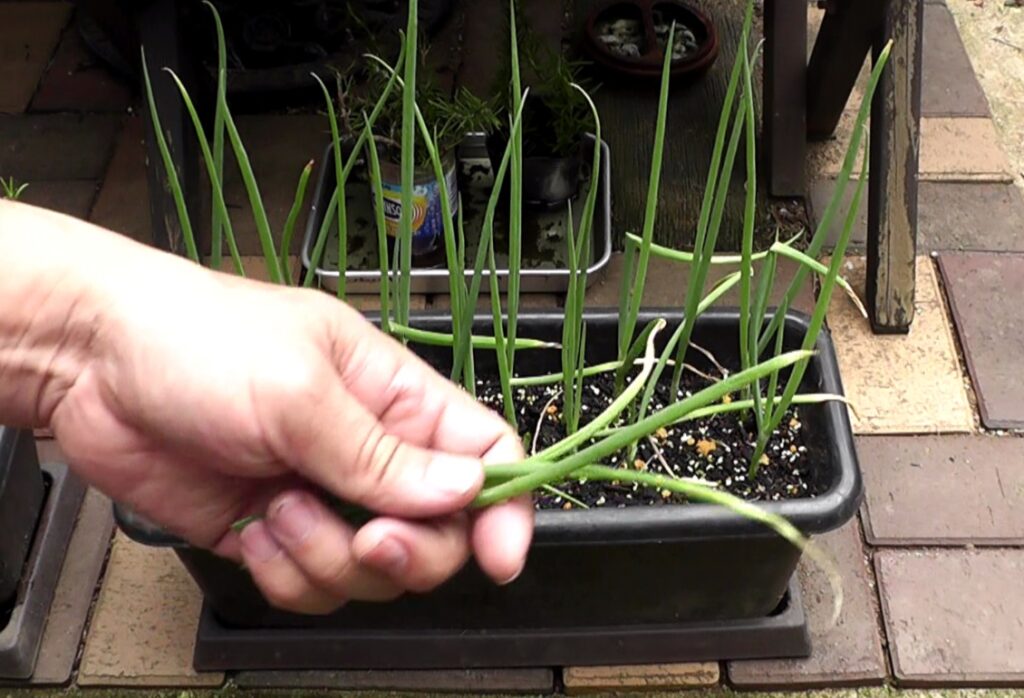 料理に使用した万能ねぎをプランターに植え付ければ何度も収穫できる