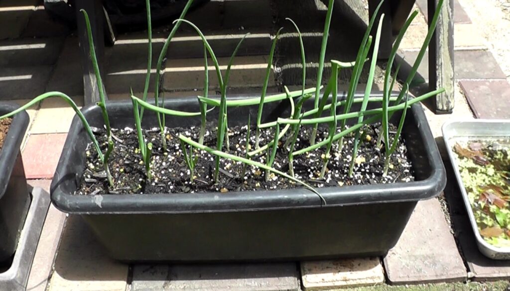 プランターに料理に使用した根元を植え付けて元気に成長した万能ねぎ