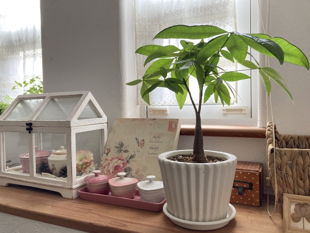その可愛さから観葉植物として非常に人気があるパキラ