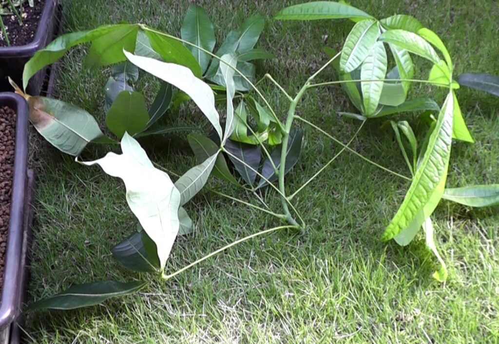 徒長したパキラを剪定して挿し木などに活用する