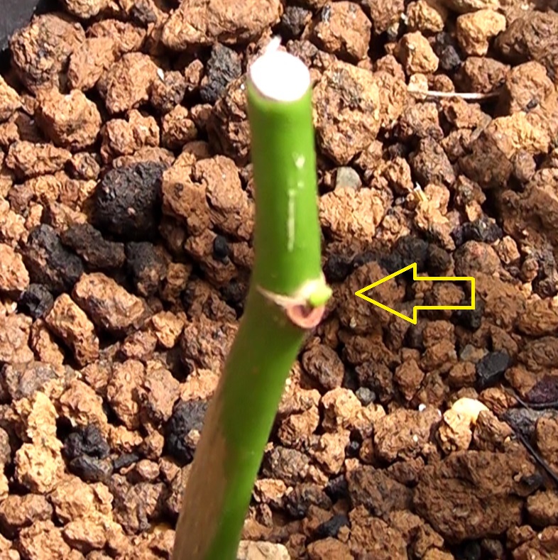 挿し木した枝から小さな新芽を出したパキラ