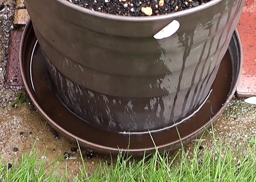 株分けした苗を植え付けた鉢には受け皿を設置して水を張り、しばらくの間は乾かないよう管理する