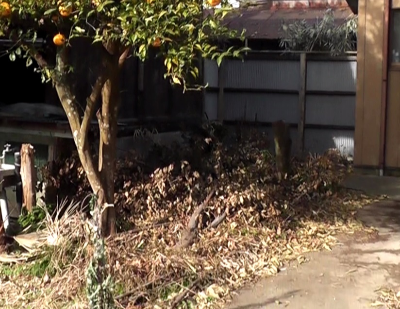 隣人によって柚子の木以外の木はほとんど伐採されてしまった