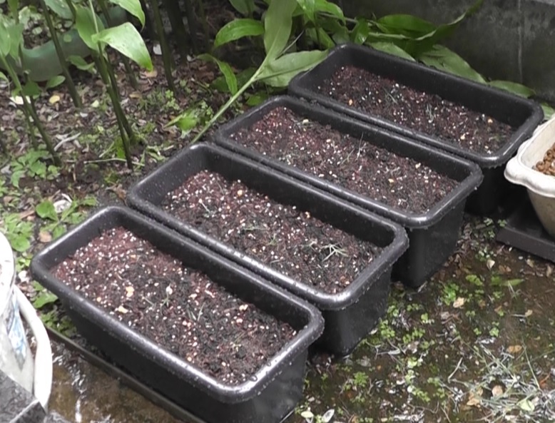 芝生の育成作業で発生した芝生のかけらをプランターに追加で植えつけた直後の状態