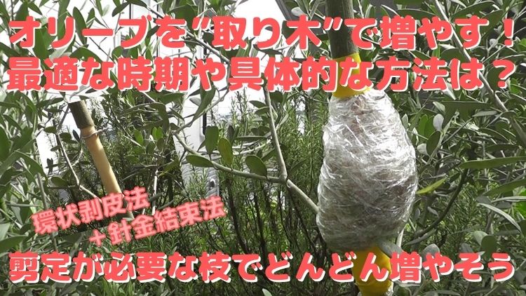 オリーブの木を取り木するのに適切な時期や必要な期間と具体的な方法