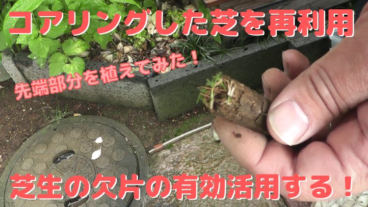 コアリングで取り出した芝生の欠片を植え付けて再利用する方法