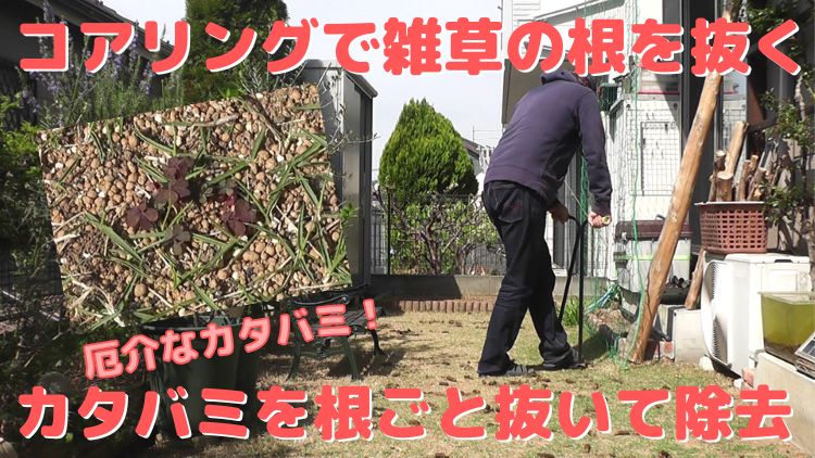 芝生のエアレーション作業のコアリングでカタバミを根ごと駆除する