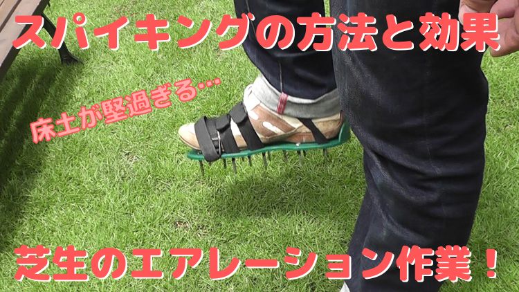 芝生のエアレーション作業であるスパイキングの方法とその効果