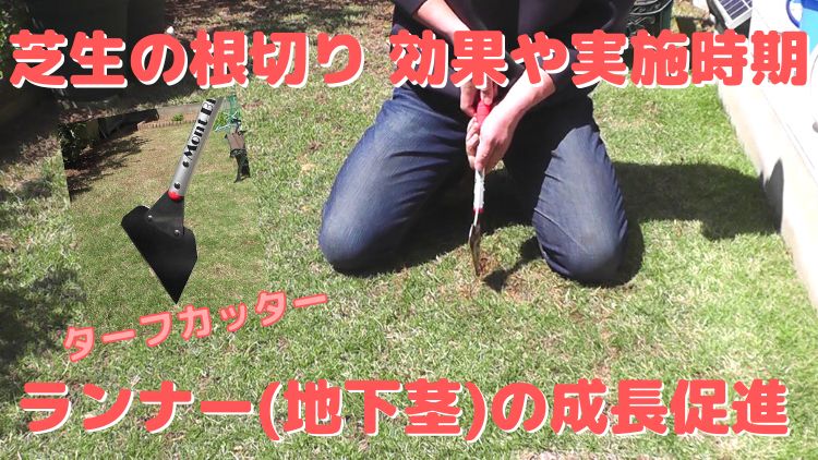 ターフカッターで芝生を根切りする効果や実施時期-地下茎を伸ばす