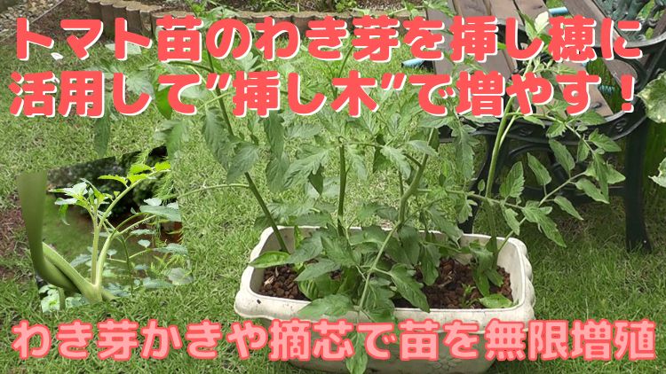 わき芽や摘芯した挿し穂を挿し木してトマト苗を増やすガーデニング