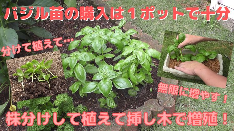 バジル苗は株分けして植えて挿し木で無限に増殖させて大量収穫
