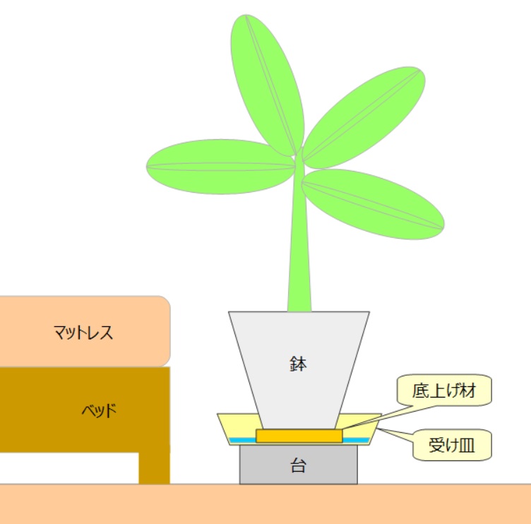 バナナ苗を室内で栽培する場合は受け皿に残った水が鉢に掛からないよう底上げする