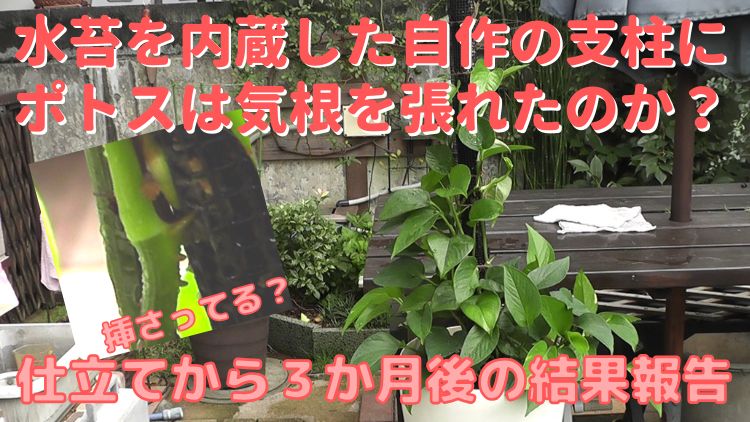 水苔内蔵支柱にポトスタワーの気根は絡むことが出来るか？を検証