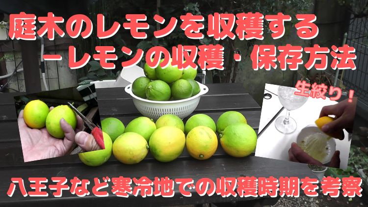 国産レモンの収穫方法・保存方法、寒冷地で適切な収穫時期を考察