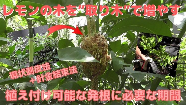 レモンの苗木を取り木で増やす方法-発根・植え付けまでに必要な期間