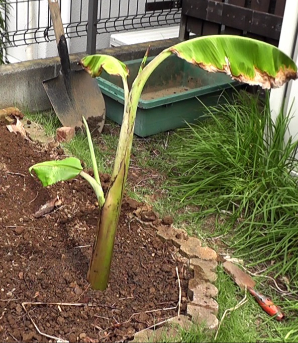 冬越ししたバナナ苗を地植えにして育てる