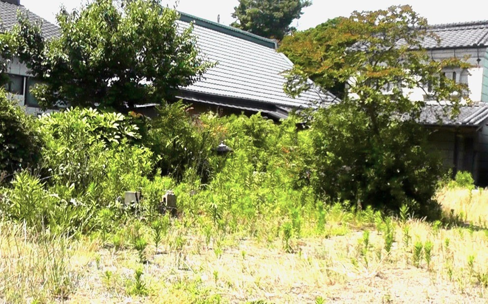 6月まで放置して雑草だらけになった庭を本格的な夏の到来を前に草刈りする