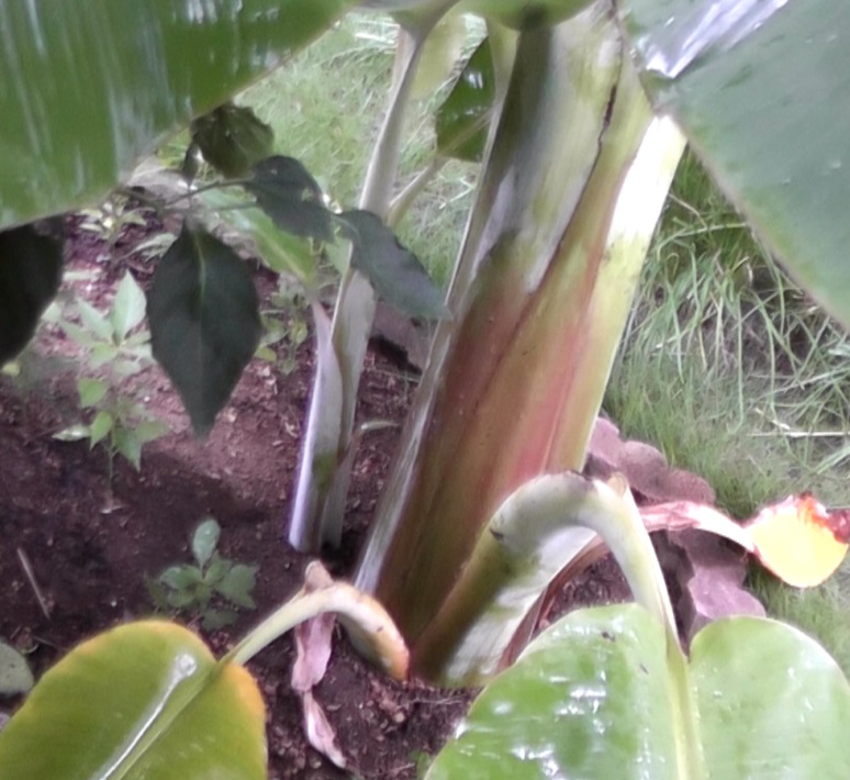 バナナ苗の根元から生えてきたバナナの新芽である吸芽(キュウガ)