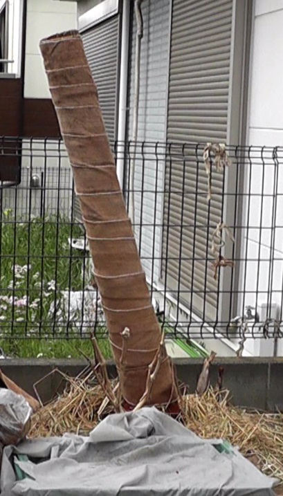 バナナ苗を屋外で冬越しさせた結果、春先に根元が痛んで折れた