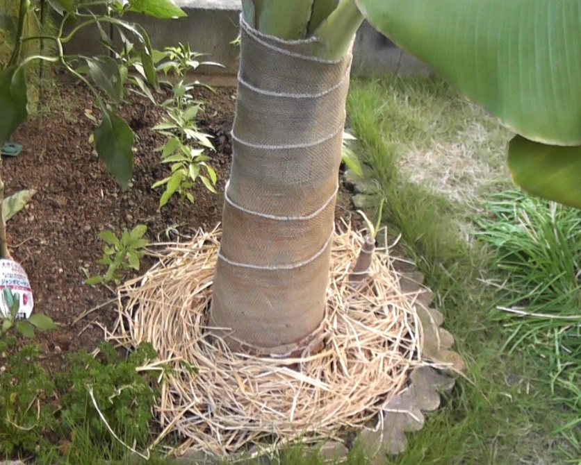 バナナ苗を冬越しさせるために根元の地表に稲わらを敷いて根を保護する