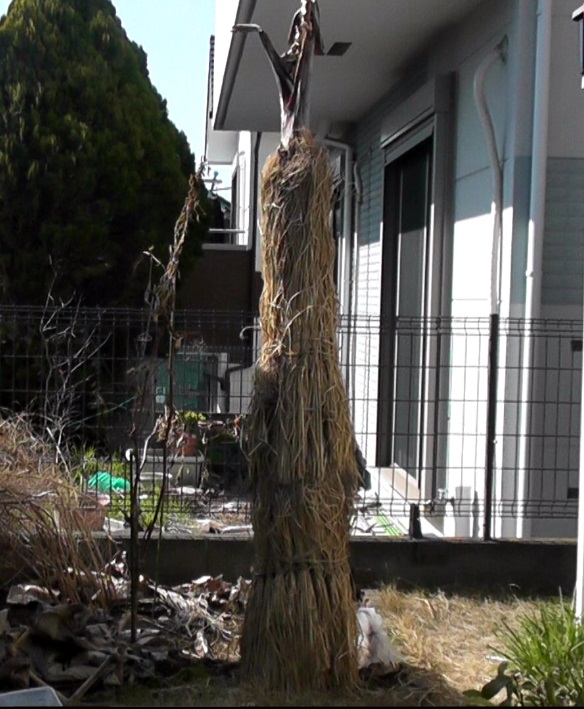 冬越ししたバナナ苗を覆っていた不織布を春になったタイミングで外す