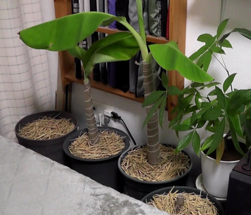 鉢植えにした４株のバナナ吸芽（キュウガ）を幹巻テープと稲わらで室内にて冬越しさせる