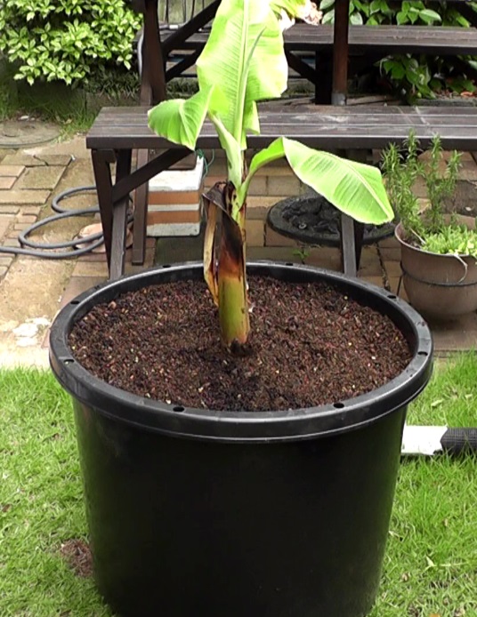 室内で冬越しさせたバナナの吸芽を６０号の鉢に植え替えして栽培する