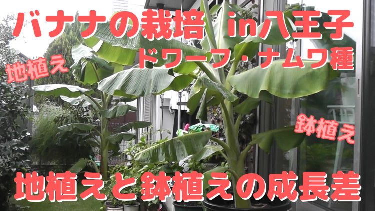 関東でのバナナ栽培-地植えと鉢植えでのサイズや成長差を検証する