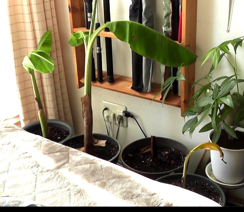 鉢植えにしたバナナ吸芽（キュウガ）を室内で冬越しさせる