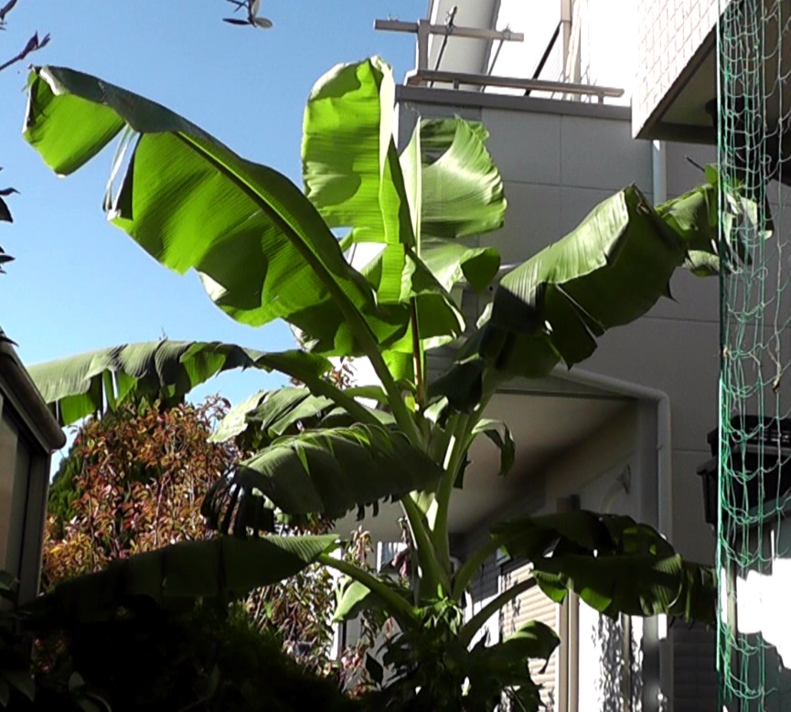 地植えにして巨大に育ったバナナ苗ドワーフ・ナムワ