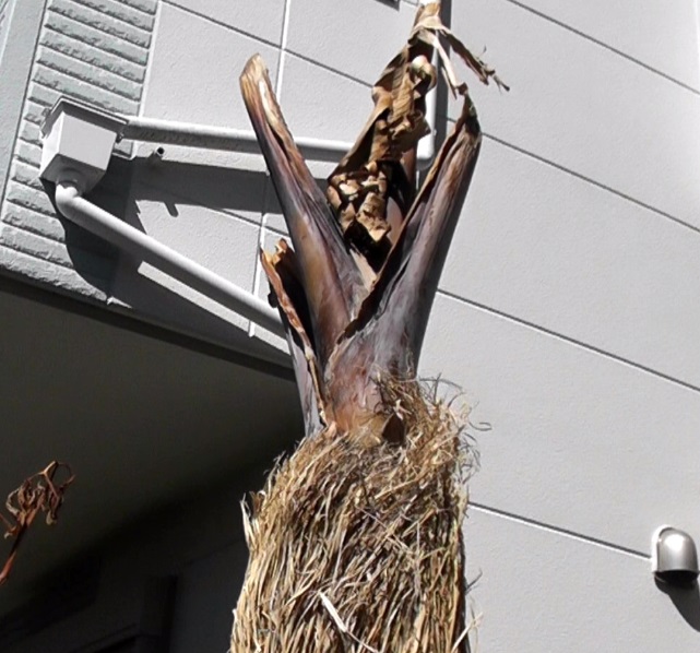 冬越しで先端が枯れて黒くなったバナナ苗