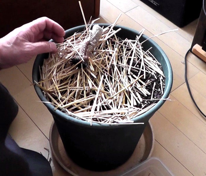 冬越し前に根元だけを残して枯れていたバナナの吸芽は春を迎えて完全い枯れた