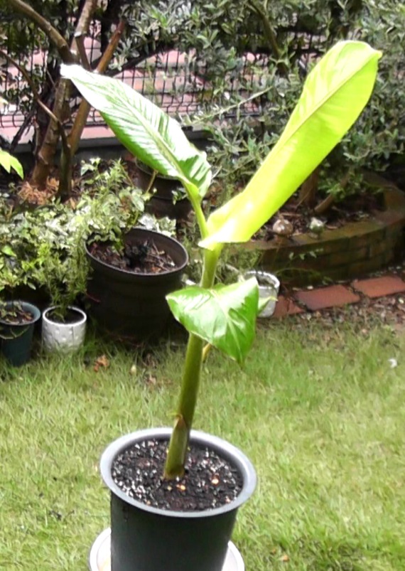 バナナの根元から掘り起こした吸芽（キュウガ）を鉢に植え付ける