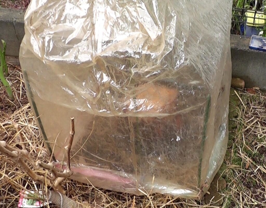 冬越しに失敗したバナナ苗ドワーフナムワを根元からカットして簡易温室に格納する