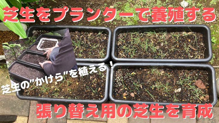 芝生のかけらをプランターに植え付けて張り替え用の芝生を養殖する