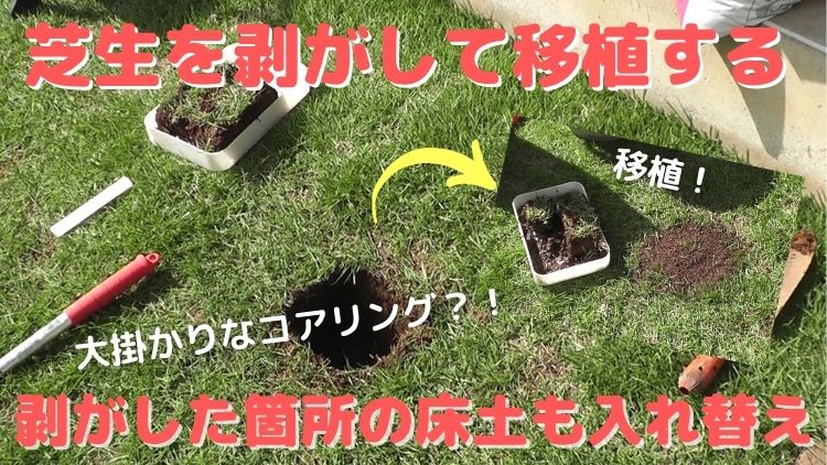 芝生を剥がして移植すると同時に床土を大量に入れ替える方法