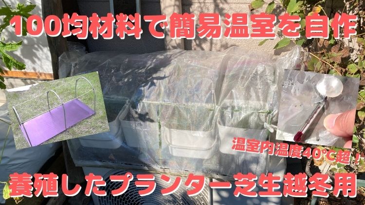 100均材料で簡易温室をDIY自作して養殖した芝生を越冬する方法